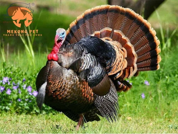 Gà tây giống lớn tại Đồng Nai được mua về làm cảnh, nhân giống và khai thác thịt